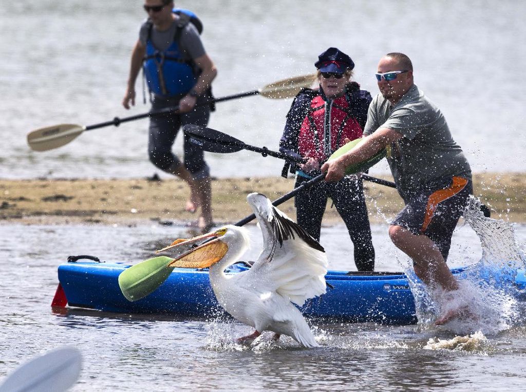 Momen Petugas Evakuasi Pelikan yang Terluka