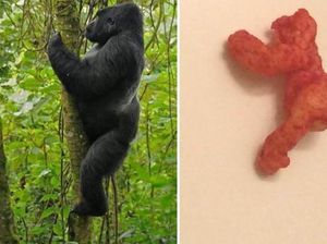 5 Makanan Aneh Ini Berhasil Dilelang dengan Harga Fantastis 5 Makanan Aneh Ini Berhasil Dilelang dengan Harga Fantastis
