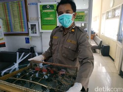980 Burung Tanpa Dokumen dari Balikpapan Gagal Masuk Surabaya