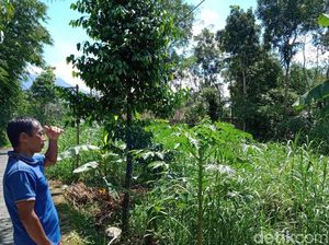 Auman Misterius di Lereng Gunung Merapi Klaten Diduga Suara Macan Tutul Auman Misterius di Lereng Gunung Merapi Klaten Diduga Suara Macan Tutul