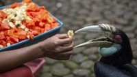 Halo Traveler, Burung-Burung di Taman Mini Butuh Bantuan Makanan