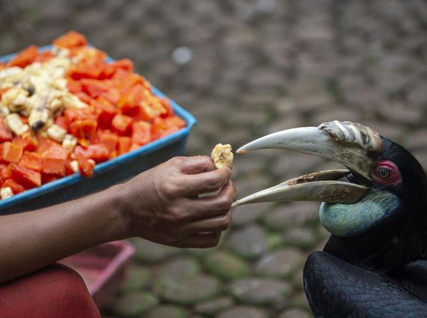 Halo Traveler, Burung-Burung di Taman Mini Butuh Bantuan Makanan