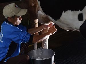 Peternak Sapi Perah Madiun Bertahan di Masa Pandemi Corona