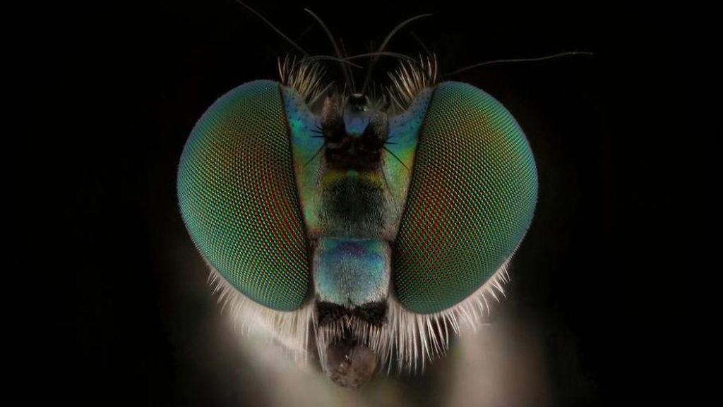 Bukan Alien, Ini Wajah Serangga yang Ditangkap dengan Kamera Makro