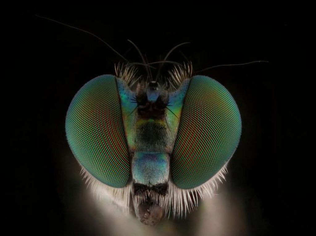 Bukan Alien, Ini Wajah Serangga yang Ditangkap dengan Kamera Makro
