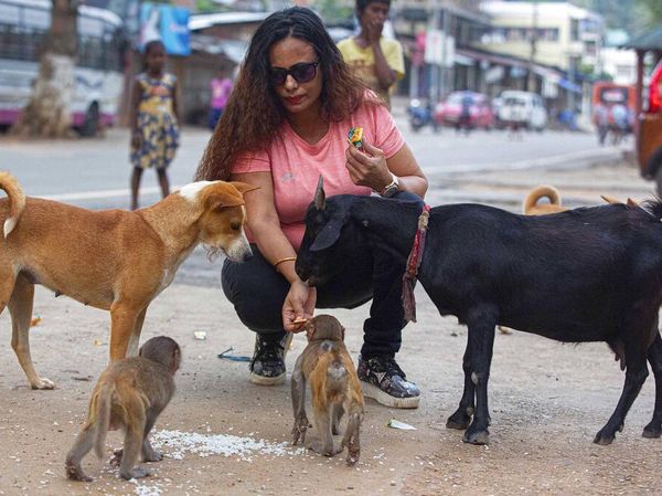 Potret Wanita di India Beri Makan Hewan Terlantar Saat Lockdown