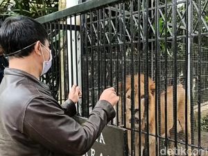 Pemda Sumbang Rp 50 Juta untuk Pakan Hewan di Taman Satwa Cikembulan Garut