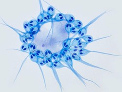 Ilmuwan Temukan Hewan Pertama yang Bisa Hidup Tanpa Oksigen!