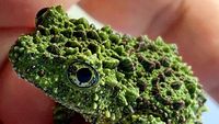 Geli Tapi Keren, Potret Katak yang Jago Menyamar