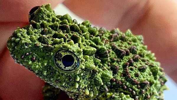 Geli Tapi Keren, Potret Katak yang Jago Menyamar