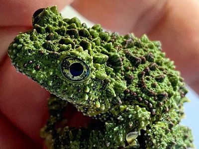 Geli Tapi Keren, Potret Katak yang Jago Menyamar