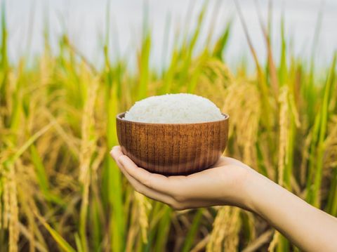 The hand holds a cup of boiled rice in a wooden cup, against the background of a ripe rice field.