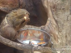 Yuk, Kenalan dengan Kera Terkecil Dunia di Batu Secret Zoo