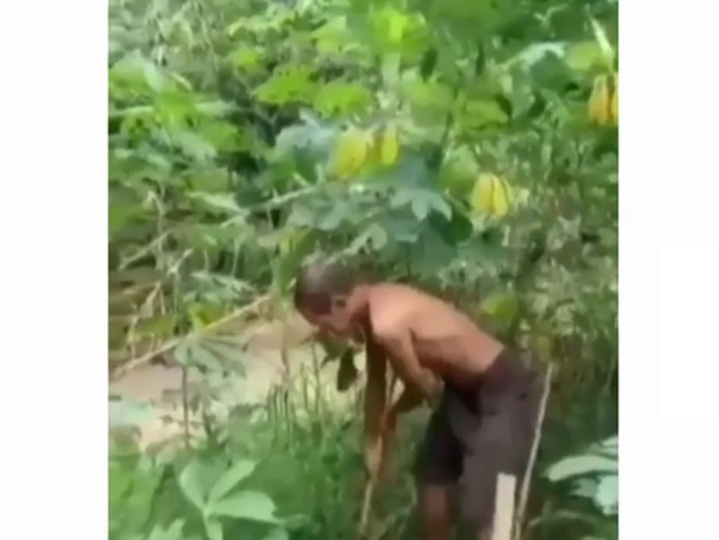 Kepergok Mencuri Singkong, Si Pemilik Justru Izinkan Karena Alasan Ini Kepergok Mencuri Singkong, Si Pemilik Justru Izinkan Karena Alasan Ini