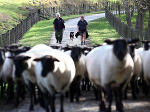 Melihat Peternak Domba di Selandia Baru Saat Pandemi Corona