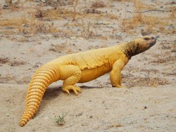 Di Arab Saudi Kadal Gurun Ini Laris Manis Jadi Makanan Enak