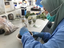 LIPI Uji Immunomodulator Lawan COVID-19