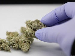 Ekstrak Ganja Disebut Mampu Tingkatkan Resistensi terhadap Virus Corona