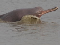 Keterlaluan, Lumba-lumba Langka Dibunuh Saat Bangladesh Lockdown