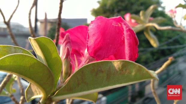 Hasil Foto Kamera Samsung Galaxy A01