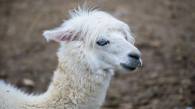 Alpaca, white ilama, funny animal, profile