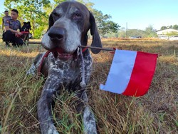 Penghormatan Terakhir untuk Archi, K9 Tangguh Milik Polisi