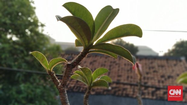 Hasil Foto Kamera Samsung Galaxy A01