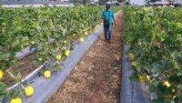 Serunya Panen Melon di Tengah Pandemi