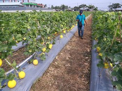 BPS Catat Sektor Pertanian Tumbuh 2,59% di Kuartal IV 2020