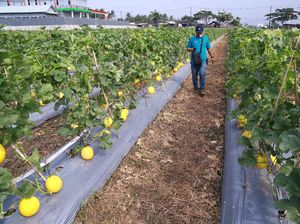 Serunya Panen Melon di Tengah Pandemi Serunya Panen Melon di Tengah Pandemi
