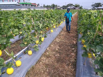Serunya Panen Melon di Tengah Pandemi