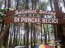 Puncak Becici Yogyakarta, Antara Pohon Pinus & Cinta Sejati