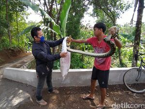 Buat Resah-Makan Ternak Warga, Ular Sanca 3 Meter di Ciamis Ditangkap
