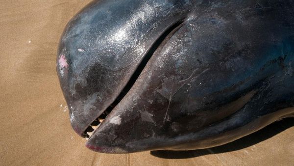 Seekor Paus Pilot Mati Terdampar di Pantai Lebak Banten