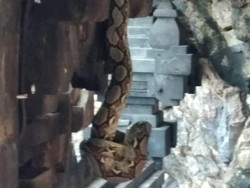 Harapan Baik dari Kemunculan Ular di Goa Lawah ke Pura di Bali
