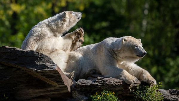Tak Cuma Manusia, Deretan Hewan Ini Juga Berpuasa Lho