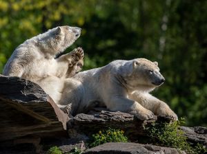 Tak Cuma Manusia, Deretan Hewan Ini Juga Berpuasa Lho
