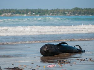 12 Ekor Paus Terdampar di Perairan NTT di Bulan Juli