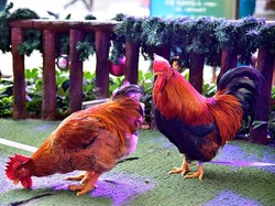 Kenapa Kepala Ayam Terlihat Maju Mundur Saat Berjalan? Ini Alasannya