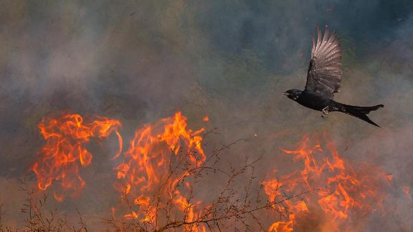 Karya Jawara Kontes Foto Alam Pukau Mata