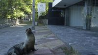 Potret Galapagos yang Sepi Ditinggal Wisatawan