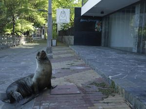 Potret Galapagos yang Sepi Ditinggal Wisatawan
