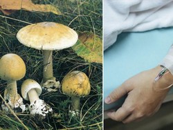 Iseng Makan Jamur yang Ditemukan di Hutan, Dokter Ini Nyaris Tewas