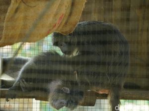 Menengok Koleksi Satwa di Solo Zoo Saat Pandemi Corona