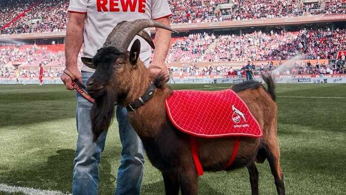hennes IX cologne bundesliga liga jerman