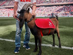 Bundesliga Mau Bergulir, Bagaimana Nasib Maskot Kambing Cologne?