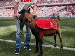 Bundesliga Mau Bergulir, Bagaimana Nasib Maskot Kambing Cologne?