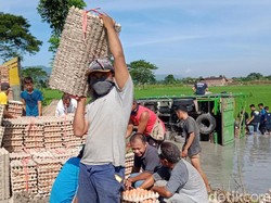 Sopir Ngantuk, Truk Angkut 5 Ton Telur Terguling ke Sawah di Klaten