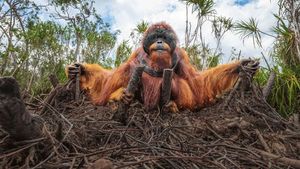 Deretan Foto Natural World Photography Terbaik 2020 (3)