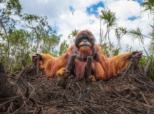 Deretan Foto Natural World Photography Terbaik 2020 (3)